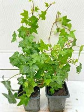Alive Climbing Ivy Hedera
