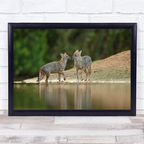 Wolf wolves wildlife - wolf,