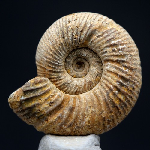 Ammonite fossil specimen whole - ammonite,