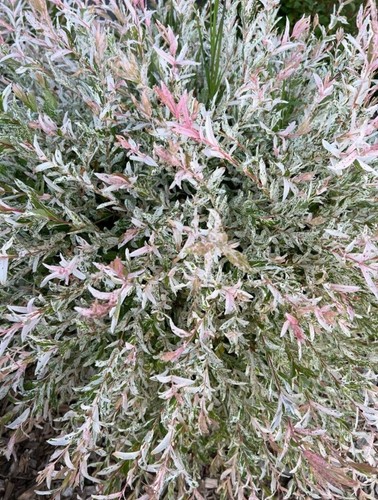 Litre pot dappled - 5, willow