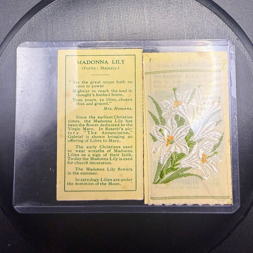 Kensitas wix madonna - madonna, lily
