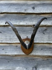 English Primitive Goat Antlers