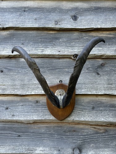 English primitive goat - english,