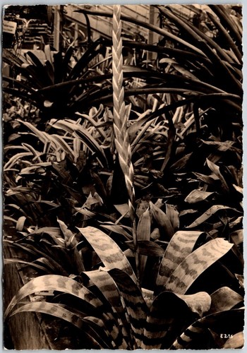Bromeliad plants magdeburg - bromeliad,