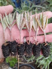 6 x Chandelier Plants