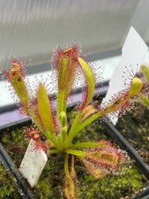 Drosera Hercules
