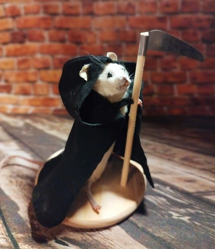 Mouse taxidermy grim reaper - mouse,