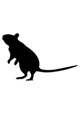 9x car sticker decal rat
