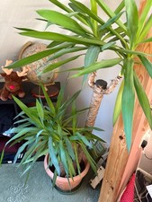 Large yukka flower in very good condition, 7 years old 