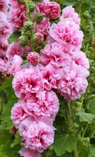 15 Chater's Rose Pink Double Hollyhock Seeds