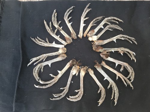 Pheasants feet - pheasants,