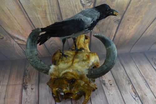 Taxidermy crow this - crow.this, is