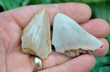 2 X REAL MEGALODON SHARKS