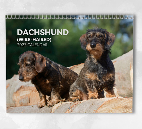 Dachshund - , (wire-haired)