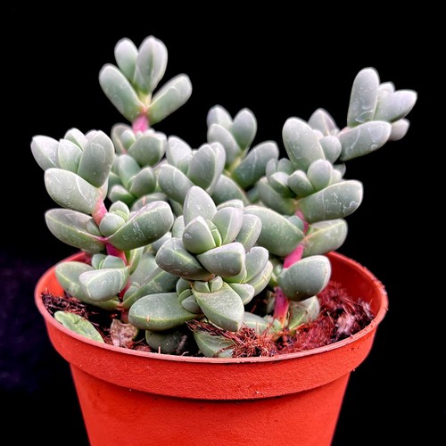 Delosperma lehmannii succulent