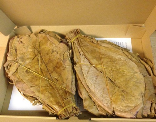 240 gram indian almond - indian, catappa