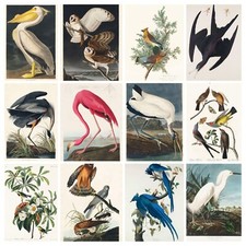 Vintage Birds of America John