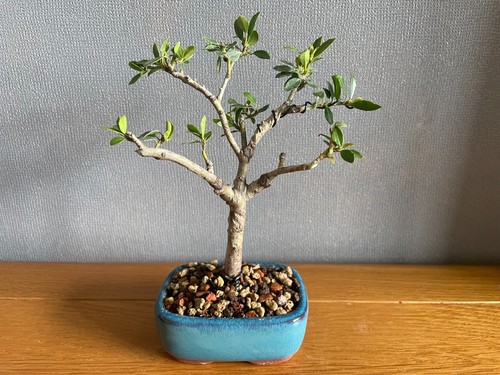 18cm shohin ilex - 18cm, crenata
