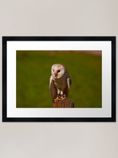 Barn Owl - Omega Parc, Quebec