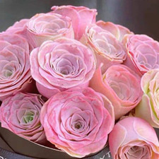 10x Pink Mountain Rose