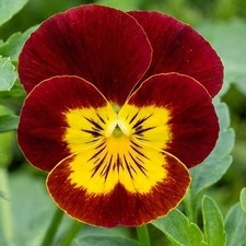 Winter Flowering Viola Red and