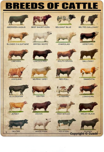 Breeds cattle metal - of, tin