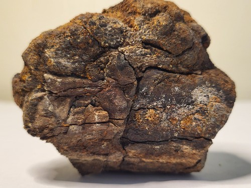 Hell creek chunky dinosaur - creek,