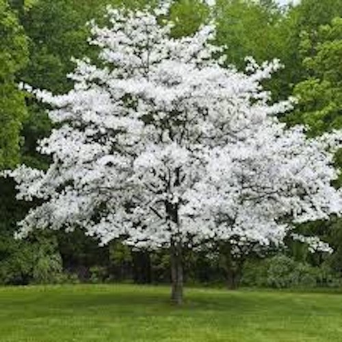 White dogwood tree 24 - 3,