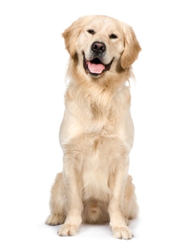 Keep calm any dog - calm,