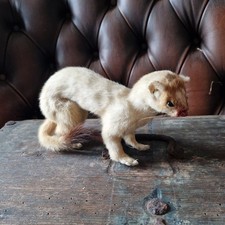 Antique taxidermy real vintage