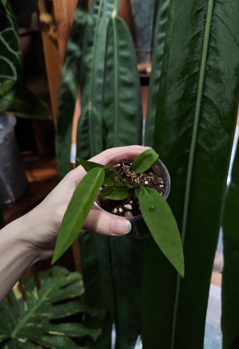 Anthurium pallidiflorum self - anthurium, x