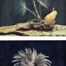 1959 Peacock-Worms, Squirt-Fish, Fan-Worm, Sea-Squirts Marine Life 5 x 8.25 in