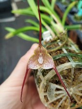 Rare Dracula incognita orchid plant FS / Monkey face orchid  not in bloom