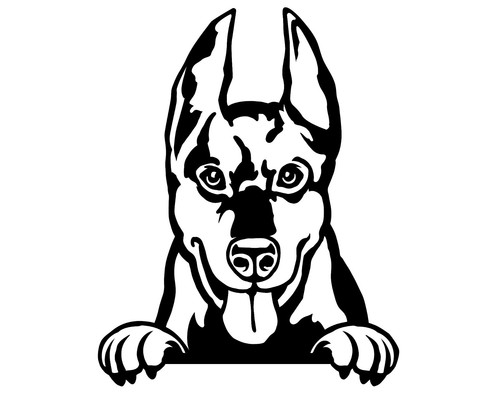 Doberman dog car van - dog, vinyl