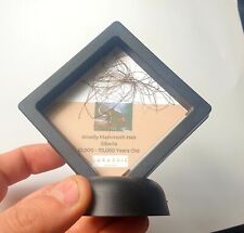  Woolly Mammoth Hair Display