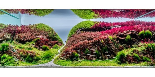 Live aquarium plants 100 - plants,