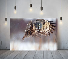 BROWN OWL 2 -DEEP FRAMED