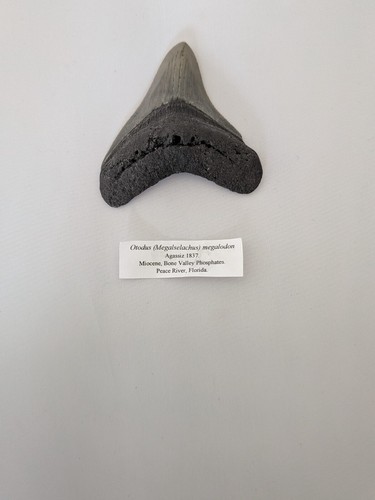 Megalodon tooth measures - megalodon,