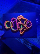 3d Printed Uv Clownfish Canvas