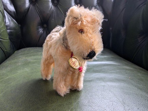 Hermann teddy fox terrier - teddy,