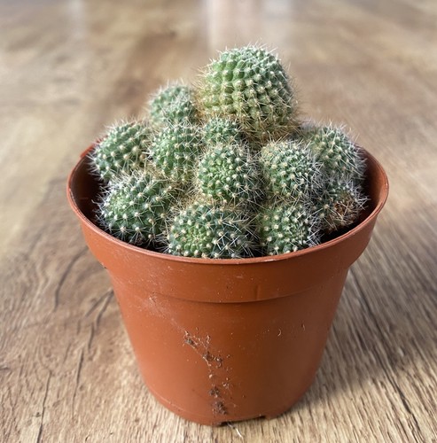 Rebutia flavistyla mountain - rebutia,