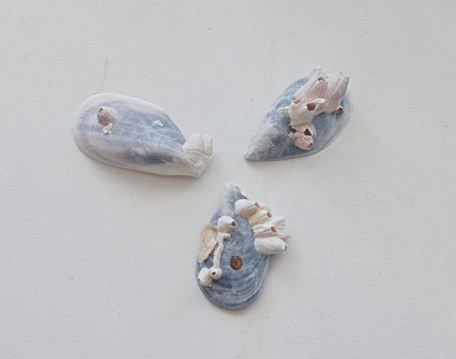 Barnacles mussel sea shell - sea,