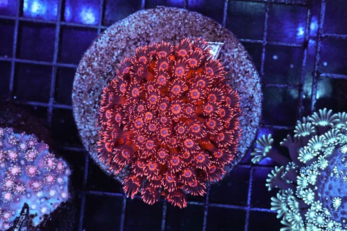 Red goniopora colony wysiwyg - red,