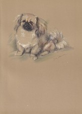 1946 PEKINGESE DOG Print -