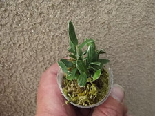 Rare Dendrobium moniliforme