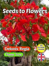 DELONIX REGIA - FLAME