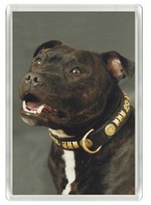 STAFFORDSHIRE BULL TERRIER DOG