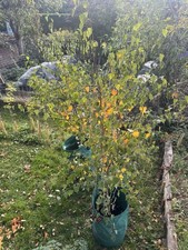 Silver Birch Trees 3ft+ Tall