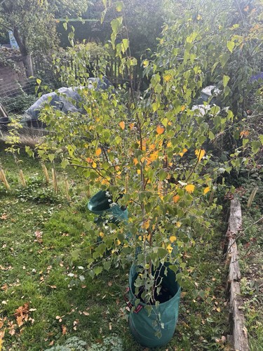 Silver birch trees 3ft tall - silver,