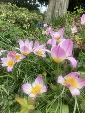 50 Tulip saxatilis 'Lilac